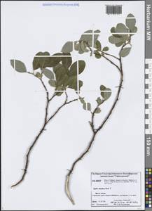 Ива арктическая Pall., Сибирь, Центральная Сибирь (S3) (Россия)