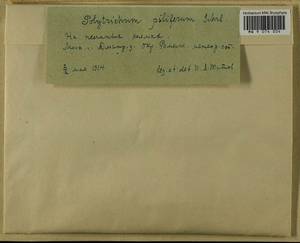 Polytrichum piliferum Hedw., Гербарий мохообразных, Мхи - Москва и Московская область (B6a) (Россия)