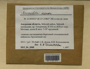 Anomodon minor (Hedw.) Lindb., Гербарий мохообразных, Мхи - Дальний Восток (без Чукотки и Камчатки) (B20) (Россия)