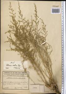 Artemisia oliveriana J. Gay ex DC., Средняя Азия и Казахстан, Сырдарьинские пустыни и Кызылкумы (M7) (Казахстан)
