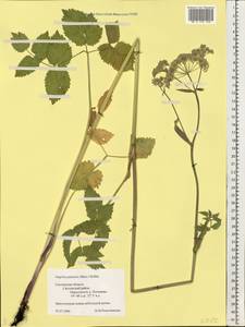 Остерикум болотный (Besser) Besser, Восточная Европа, Западный район (E3) (Россия)