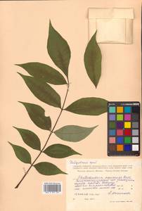 Бархат амурский Rupr., Сибирь, Дальний Восток (S6) (Россия)