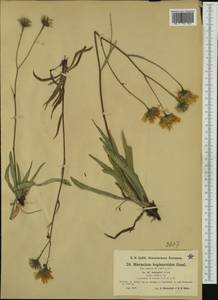 Hieracium bupleuroides subsp. schenkii (Griseb.) Nägeli & Peter, Западная Европа (EUR) (Швейцария)