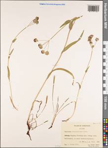 Bupleurum commelynoideum H.Boissieu, Зарубежная Азия (ASIA) (КНР)