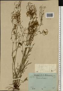 Щавель воробьиный, Щавелек L., Восточная Европа, Центральный лесной район (E5) (Россия)