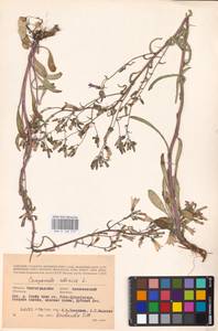 Колокольчик сибирский L., Восточная Европа, Нижневолжский район (E9) (Россия)