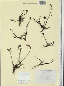 Очиток гибридный (L.) 't Hart, Восточная Европа, Восточный район (E10) (Россия)