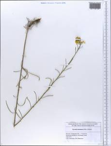 Erysimum quadrangulum Desf., Восточная Европа, Средневолжский район (E8) (Россия)