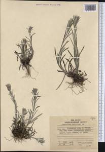 Сушеница лесная (L.) Sch. Bip. & F. W. Schultz, Сибирь, Дальний Восток (S6) (Россия)