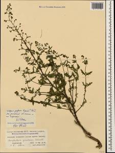 Scrophularia variegata subsp. cinerascens (Boiss.) Grau, Кавказ, Северная Осетия, Ингушетия и Чечня (K1c) (Россия)