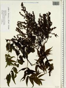 Sorbaria tomentosa (Lindl.) Rehder, Зарубежная Азия (ASIA) (Непал)