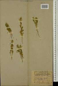 Delphinium rugulosum Boiss., Кавказ, Азербайджан (K6) (Азербайджан)