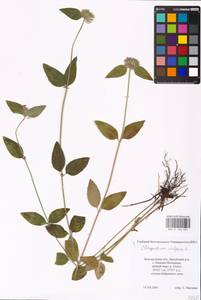 MHA 0 156 589, Пахучка обыкновенная L., Восточная Европа, Центральный лесостепной район (E6) (Россия)