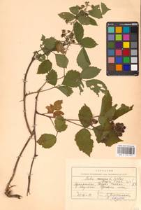 Ежевика щетинистая Waldst. & Kit., Восточная Европа, Западно-Украинский район (E13) (Украина)