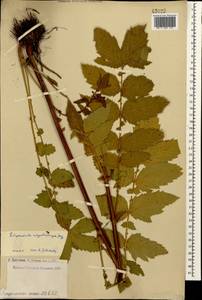 Таволга вязолистная (L.) Maxim., Кавказ, Армения (K5) (Армения)