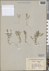 Каллипельтис капюшончатая (L.) DC., Средняя Азия и Казахстан, Западный Тянь-Шань и Каратау (M3) (Киргизия)