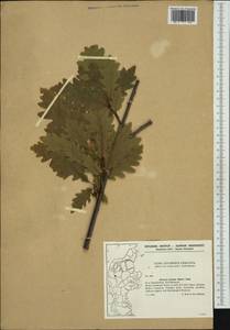 Дуб скальный (Matt.) Liebl., Западная Европа (EUR) (Дания)