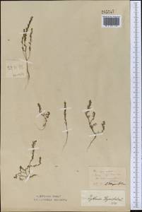 Дербенник тимьянолистный L., Средняя Азия и Казахстан, Северный и Центральный Казахстан (M10) (Казахстан)