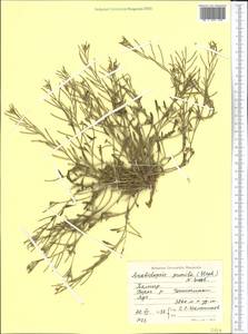 Sisymbrium pumilum Stephan, Средняя Азия и Казахстан, Памир и Памиро-Алай (M2) (Таджикистан)