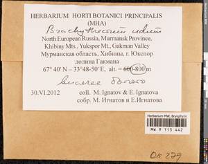 Brachythecium udum I. Hagen, Гербарий мохообразных, Мхи - Карелия, Ленинградская и Мурманская области (B4) (Россия)