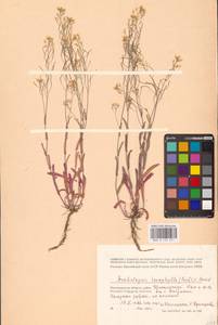 Резуховидка стрелолистная (M.Bieb.) Al-Shehbaz, O'Kane & R.A.Price, Восточная Европа, Нижневолжский район (E9) (Россия)