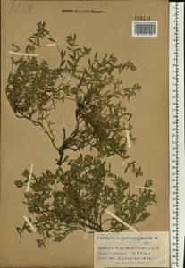 Thymus pannonicus All., Восточная Европа, Северо-Украинский район (E11) (Украина)