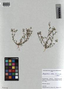 KUZ 003 956, Торичник красный (L.) J. Presl & C. Presl, Сибирь, Алтай и Саяны (S2) (Россия)