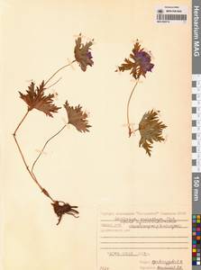 Герань волосистоцветковая DC., Сибирь, Чукотка и Камчатка (S7) (Россия)