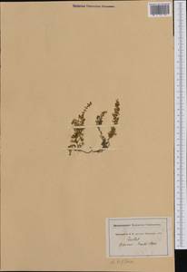 Arenaria biflora L., Западная Европа (EUR) (Швейцария)
