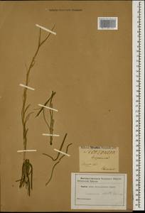 Pseudopodospermum tauricum (M. Bieb.) Vasjukov & Saksonov, Кавказ (без точных местонахождений) (K0)