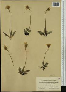 Hieracium piliferum subsp. subnivale (Gren. & Godr.) Zahn, Западная Европа (EUR) (Италия)