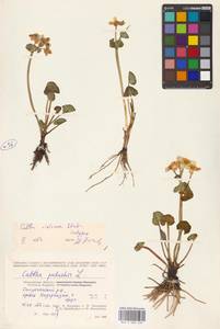 Калужница сибирская Regel, Сибирь, Чукотка и Камчатка (S7) (Россия)