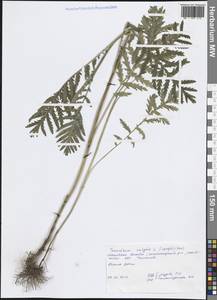 Пижма обыкновенная, Дикая рябинка L., Восточная Европа, Московская область и Москва (E4a) (Россия)