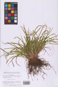 Осока пальчатая L., Восточная Европа, Московская область и Москва (E4a) (Россия)