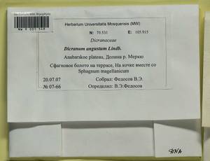 Dicranum angustum Lindb., Гербарий мохообразных, Мхи - Красноярский край, Тыва и Хакасия (B17) (Россия)