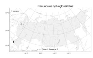 Ranunculus ophioglossifolius, Лютик ужовниколистный Vill., Атлас флоры России (FLORUS) (Россия)