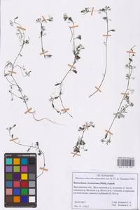 Водяной лютик завитой, Шелковник завитой Sibth., Восточная Европа, Центральный лесной район (E5) (Россия)