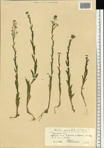 Неслия метельчатая (L.) Desv., Восточная Европа, Центральный лесостепной район (E6) (Россия)