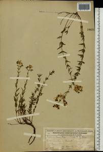 Зверобой изящный Steph. ex Willd., Восточная Европа, Волжско-Камский район (E7) (Россия)