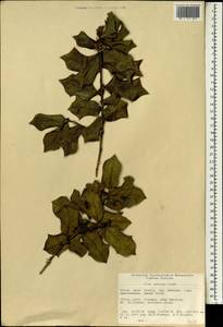 Ilex cornuta Lindl. & Paxton, Зарубежная Азия (ASIA) (КНР)