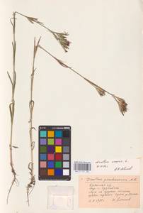 Гвоздика армериевидная L., Восточная Европа, Западный район (E3) (Россия)