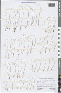 Festuca incurva (Gouan) Gutermann, Зарубежная Азия (ASIA) (Турция)