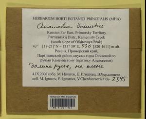 Anomodon thraustus Müll. Hal., Гербарий мохообразных, Мхи - Дальний Восток (без Чукотки и Камчатки) (B20) (Россия)