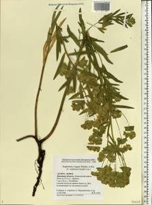 Euphorbia tommasiniana Bertol., Восточная Европа, Центральный лесостепной район (E6) (Россия)