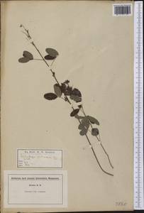Lespedeza violacea (L.)Pers., Америка (AMER) (Неизвестно)