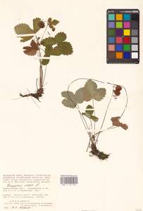 Земляника лесная L., Восточная Европа, Нижневолжский район (E9) (Россия)