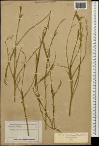 Желтушник белоцветковый (Stephan) B. Fedtsch., Кавказ (без точных местонахождений) (K0)