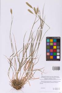 Житняк гребенчатый (L.) Gaertn., Восточная Европа, Московская область и Москва (E4a) (Россия)