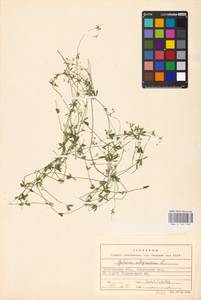 Подмаренник топяной L., Восточная Европа, Восточный район (E10) (Россия)