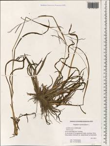 Paspalum scrobiculatum L., Зарубежная Азия (ASIA) (КНР)